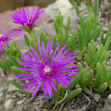 Apartamento Kosbor Monoszlo