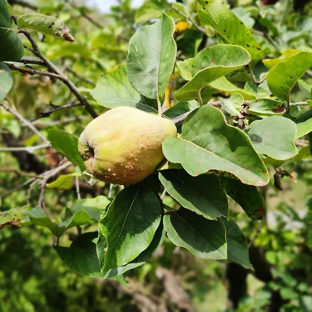 Daire Kosbor Vendeghaz