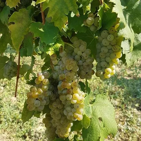 Lägenhet Kosbor Vendeghaz Monoszlo