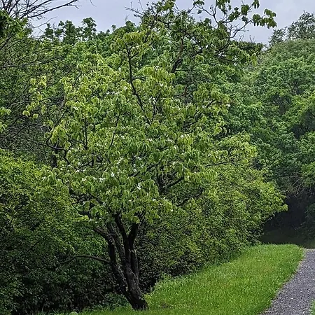 Διαμέρισμα Kosbor Vendeghaz