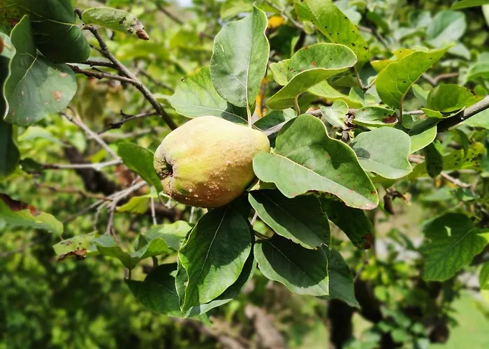 شقة Kosbor Vendeghaz