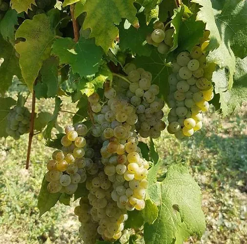 شقة Kosbor Vendeghaz Monoszlo