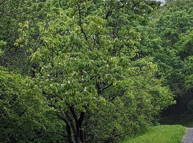 شقة Kosbor Vendeghaz